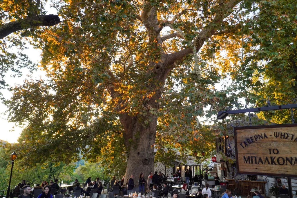 A massive plane tree in the middle of the square, with a multitude of people sitting at the café in Portaria.