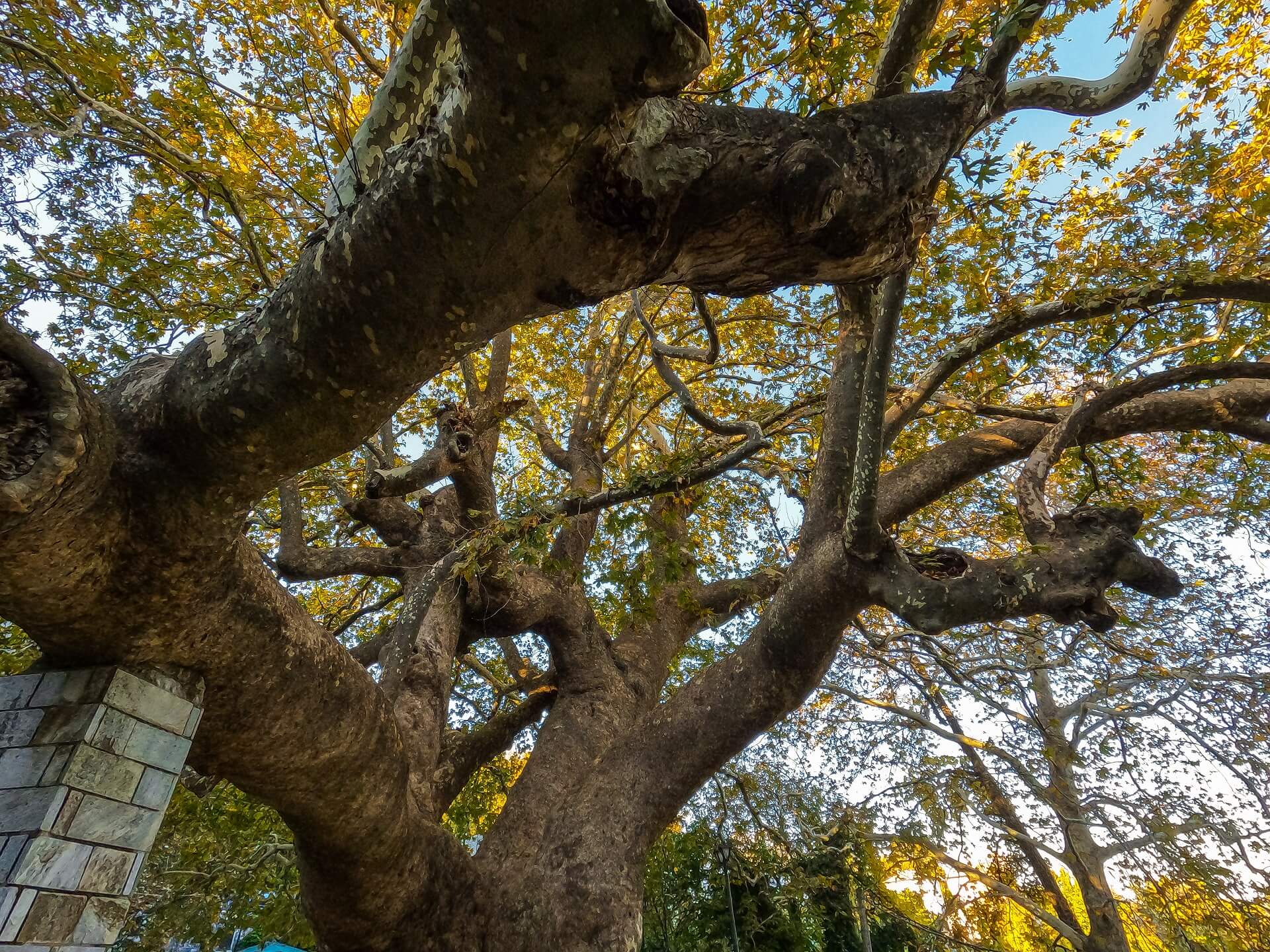 The largest and oldest plane tree in Tsagarada, Pelion.